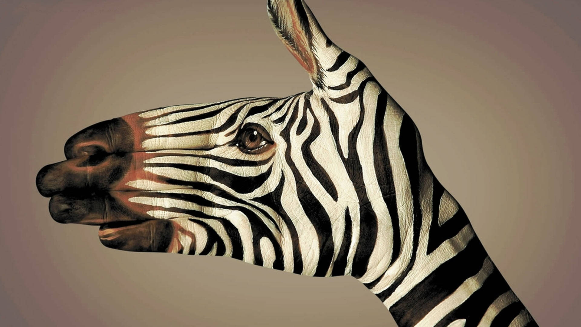 Zebra 2560X1440 Wallpaper and Background Image
